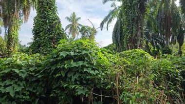 Çiftlikteki aşırı büyümüş sarmaşıkların sürünmesi ve tırmanması sahnesi.