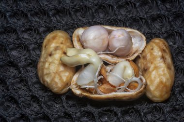 Fıstıktan filizlenen filizler..