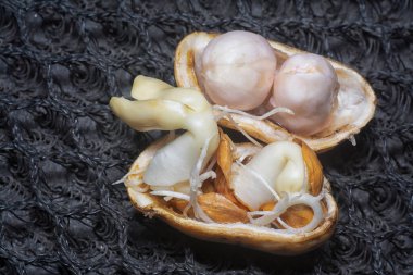 Fıstıktan filizlenen filizler..