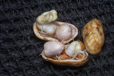 Fıstıktan filizlenen filizler..