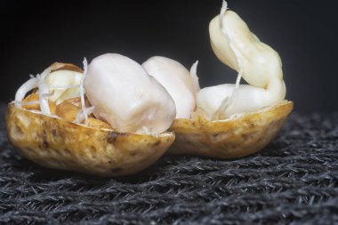 Fıstıktan filizlenen filizler..