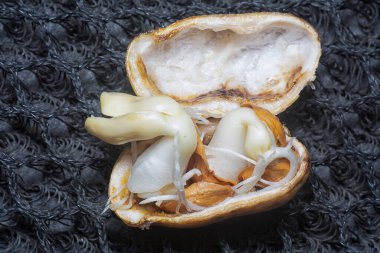 Fıstıktan filizlenen filizler..