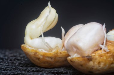 Fıstıktan filizlenen filizler..