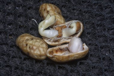 Fıstıktan filizlenen filizler..