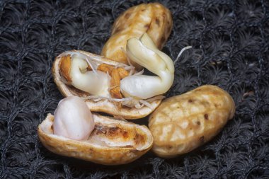 Fıstıktan filizlenen filizler..