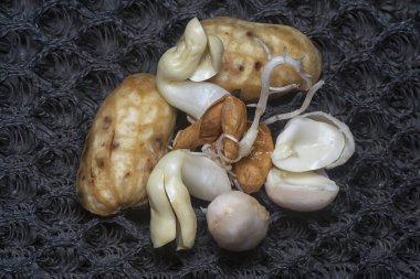 Fıstıktan filizlenen filizler..