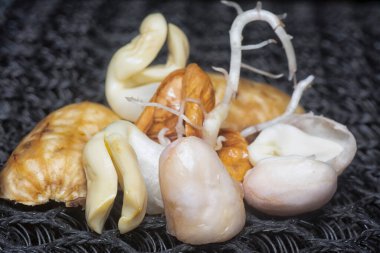 Fıstıktan filizlenen filizler..