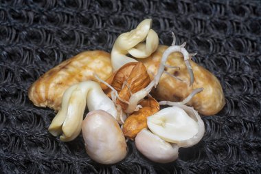 Fıstıktan filizlenen filizler..