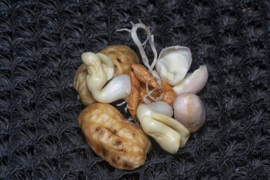 Fıstıktan filizlenen filizler..