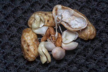 Fıstıktan filizlenen filizler..