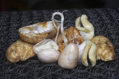 Fıstıktan filizlenen filizler..