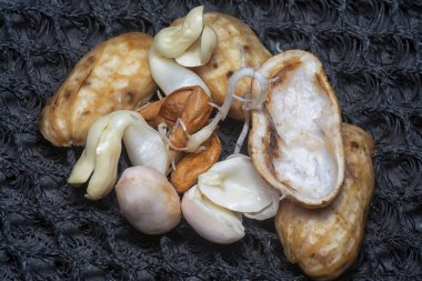 Fıstıktan filizlenen filizler..