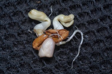 Fıstıktan filizlenen filizler..