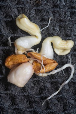 Fıstıktan filizlenen filizler..