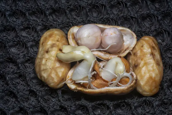 Fıstıktan filizlenen filizler..