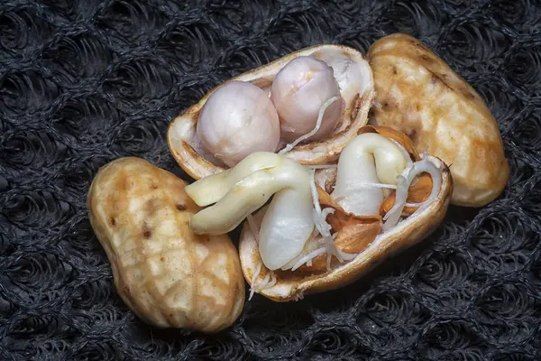 Fıstıktan filizlenen filizler..