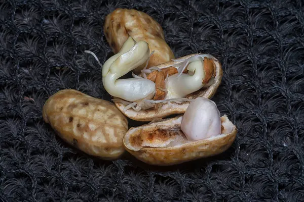 Fıstıktan filizlenen filizler..