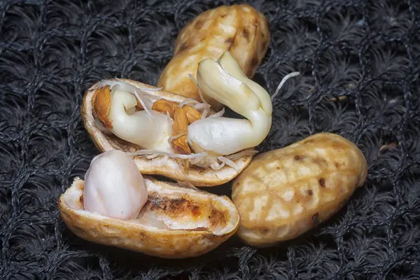 Fıstıktan filizlenen filizler..