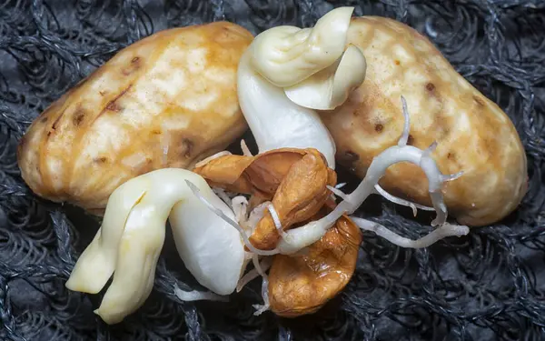 Fıstıktan filizlenen filizler..