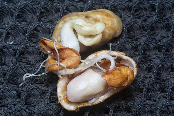 Fıstıktan filizlenen filizler..