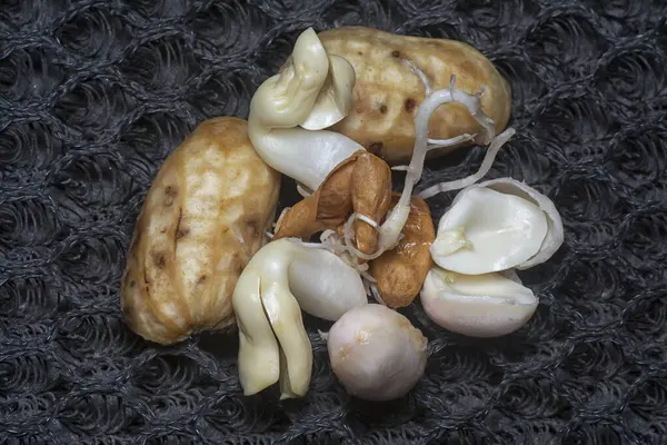 Fıstıktan filizlenen filizler..