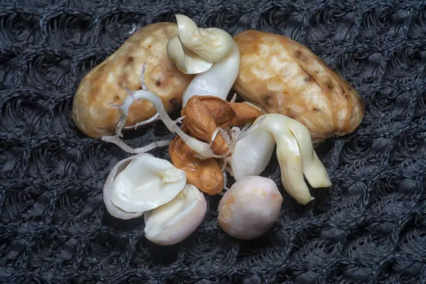 Fıstıktan filizlenen filizler..