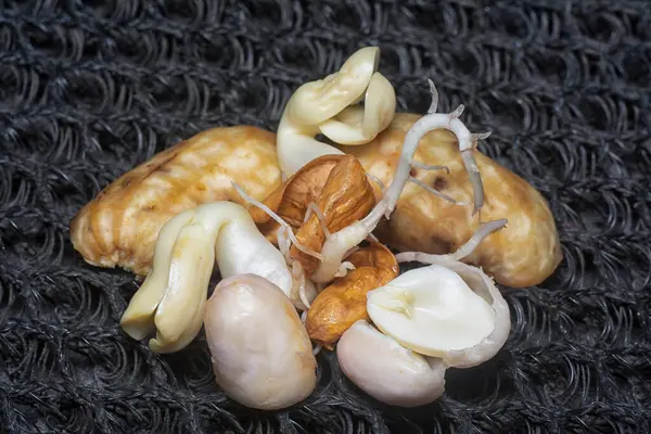 Fıstıktan filizlenen filizler..