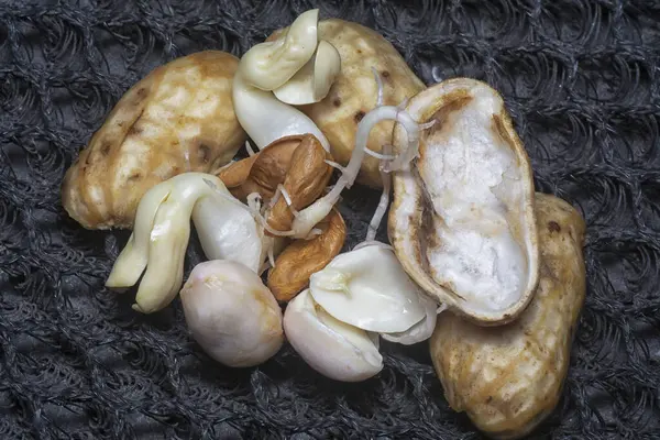 Fıstıktan filizlenen filizler..