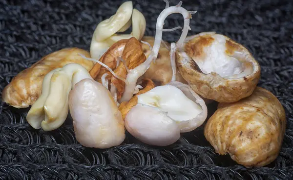 Fıstıktan filizlenen filizler..