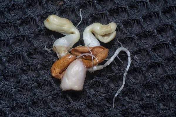 Fıstıktan filizlenen filizler..