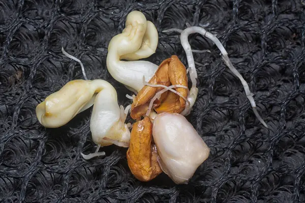 Fıstıktan filizlenen filizler..