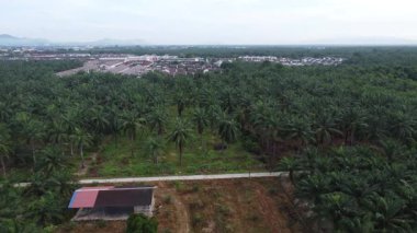 Palmiye yağı tarlasının eteklerindeki uzak evlerin hava görüntüleri.. 
