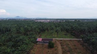 Palmiye yağı tarlasının eteklerindeki uzak evlerin hava görüntüleri.. 