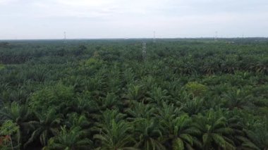 Palmiye yağı tarlasının eteklerindeki uzak evlerin hava görüntüleri.. 