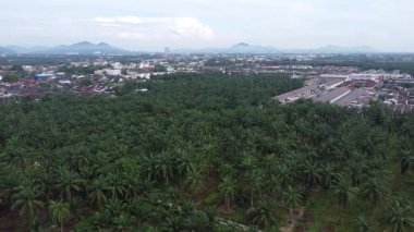 Palmiye yağı tarlasının eteklerindeki uzak evlerin hava görüntüleri.. 