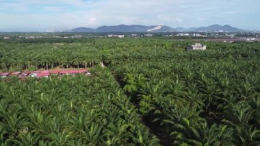 Palmiye yağı tarlasının eteklerindeki uzak evlerin hava görüntüleri.. 
