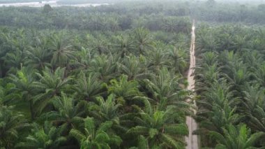 Palmiye yağı tarlasının eteklerindeki uzak evlerin hava görüntüleri.. 