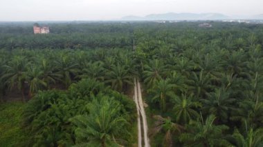 Palmiye yağı tarlasının eteklerindeki uzak evlerin hava görüntüleri.. 