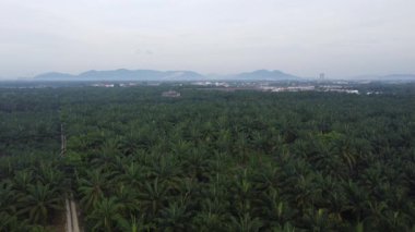 Palmiye yağı tarlasının eteklerindeki uzak evlerin hava görüntüleri.. 