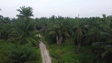 Palmiye yağı tarlasının eteklerindeki uzak evlerin hava görüntüleri.. 