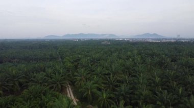 Palmiye yağı tarlasının eteklerindeki uzak evlerin hava görüntüleri.. 