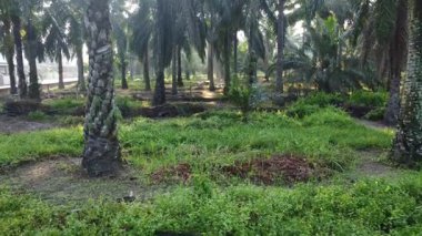 Güneş ışığının tarlalara ışıldayan hava manzarası..