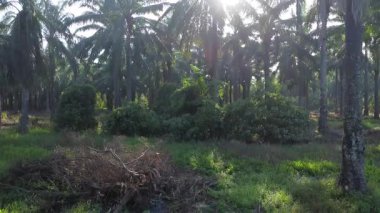 Güneş ışığının tarlalara ışıldayan hava manzarası..