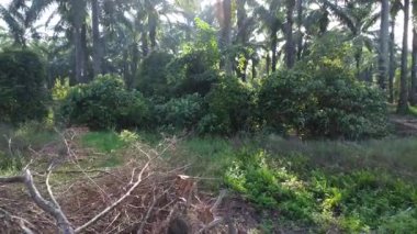 Güneş ışığının tarlalara ışıldayan hava manzarası..