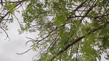 Arka planda gökyüzü olan bir koleifera ağacının altından yukarı bakıyor..  