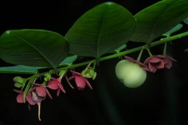 Breynia androgyna ve çiçeğinin yakın plan çekimi.. 