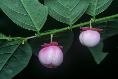 Breynia androgyna ve çiçeğinin yakın plan çekimi.. 