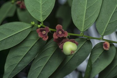 Breynia androgyna ve çiçeğinin yakın plan çekimi.. 