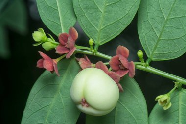 Breynia androgyna ve çiçeğinin yakın plan çekimi.. 