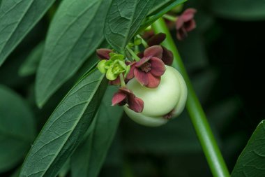 Breynia androgyna ve çiçeğinin yakın plan çekimi.. 
